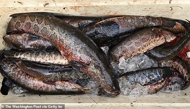 It's alive... and walking! Scientists saying you should put this 'Frankenfish' in your freezer to die if you find the aquatic animal on land