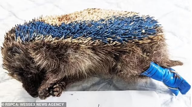 The RSPCA have slammed 'barbaric torturers' who tied a helpless hedgehog's legs together, slashed and cut his spines and spray-painted him blue
