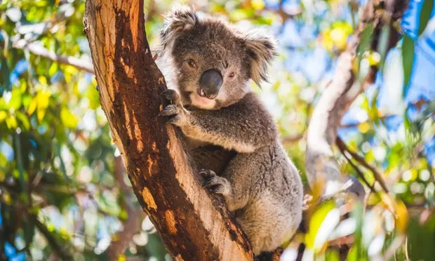 About 413,000 koalas were estimated to be living across Victoria in 2020. The bodies of 16 koalas have been found at a tree plantation in the state since June. Photograph: Marco Bottigelli/Getty Images