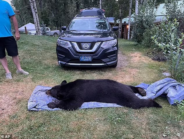 Black bear is shot and killed after breaking into Montana home in the middle of the night: 'It was quite the wake-up call at 3am'