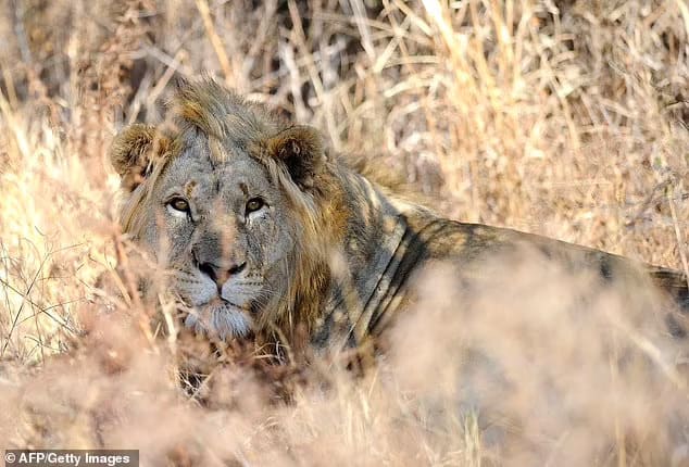 A lion is pictured at the Dinokeng Game Reserve in South Africa