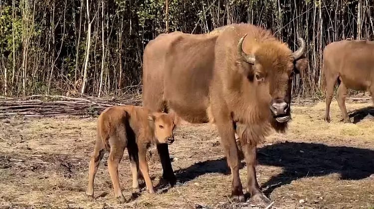 Wild baby bison born in the UK for first time in thousands of years after surprise pregnancy