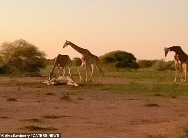 Photographer, Callum Perry, 28, from the UK, who is currently travelling around South Africa , shot this rare moment in the Marataba Contractual National Park