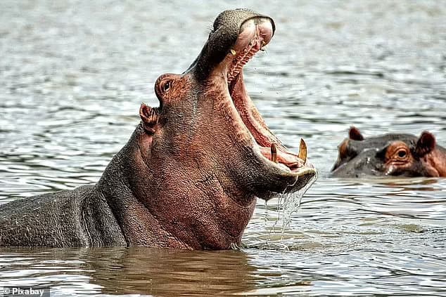 Hippos are among the most aggressive animals in Africa, and have the biggest teeth of any land mammal