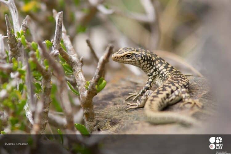 21 percent of all reptile species worldwide are threatened with extinction