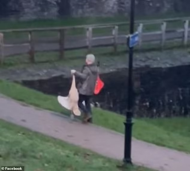 A man was caught on camera dragging a swan by its neck through the park near Caerphilly Castle on Sunday afternoon. The swan is seen flapping its wings in a bid to break free