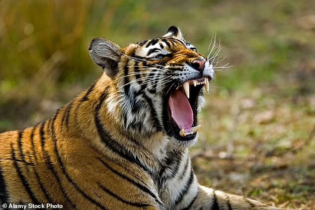 The body was found at the Sherbagh Zoo in Bahawalpur, in the eastern province of Punjab, after staff spotted the mauled shoe in the mouth of one of the four tigers reportedly living in the enclosure (file image of a tiger)