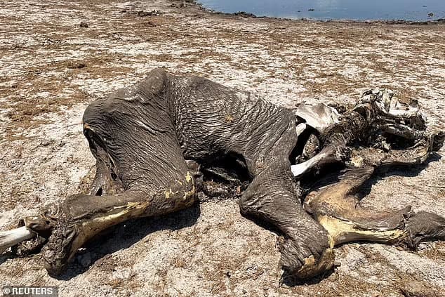 The carcass of an elephant lies near a watering hole in Hwange National Park on December 7