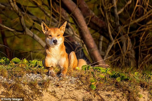 A five-year-old girl was bitten on the thigh after running from a dingo near Wathumba beach, on the Queensland sand island, around 3pm on Sunday (file picture)
