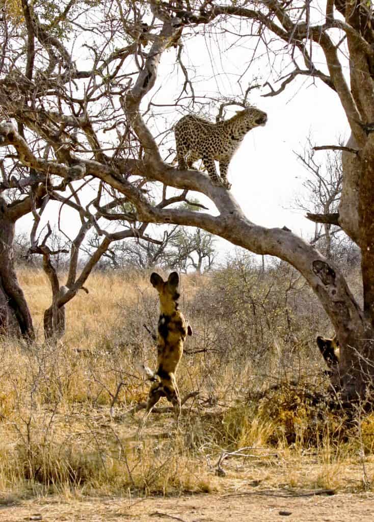 Dog Chases Leopard up Tree 3 Times