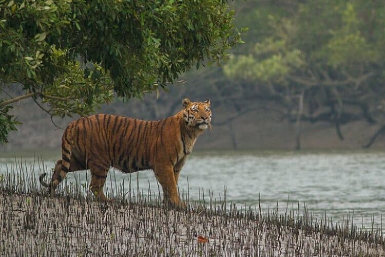 As tiger numbers in Nepal and India grow, their freedom to roam shrinks