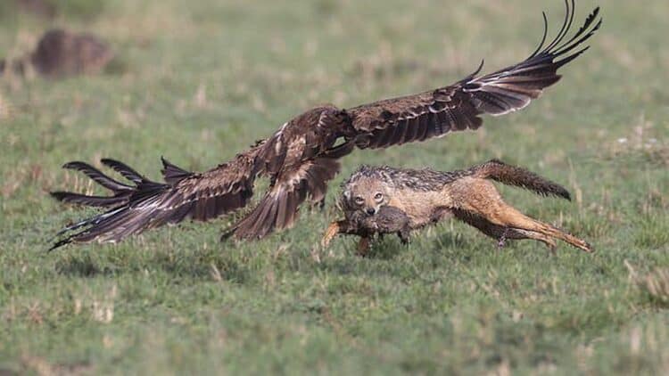A tawny eagle swooped in and snatched the jackal from its terrified mother