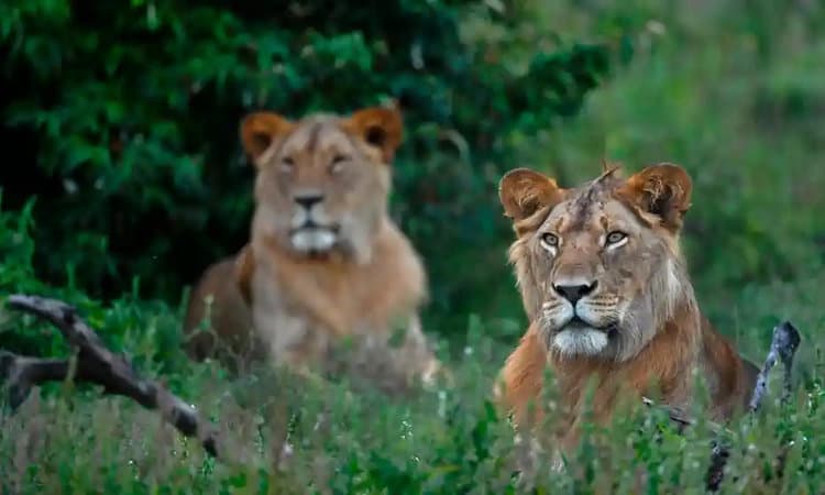 Safari Club International invested £1 million to oppose a ban on the importation of the body parts of endangered species