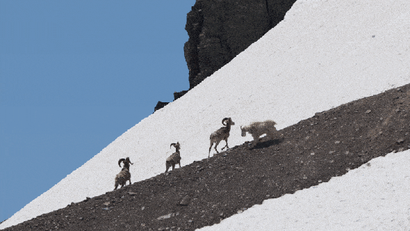 A mountain goat moves toward three bighorn rams at a high-elevation snow patch in Glacier national park. Forest P. Hayes