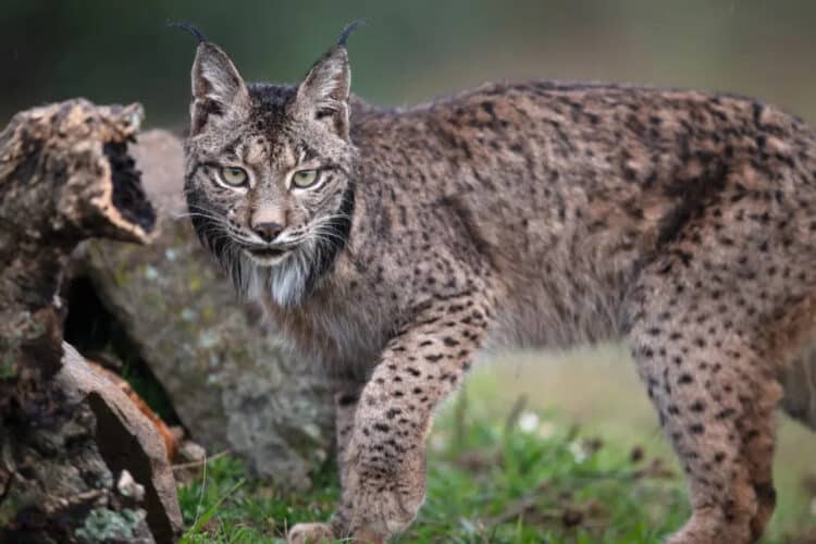 Once the world’s most endangered cat, the Iberian lynx can now be found across Spain and Portugal. Three or four of the animals will be released into the Iberian Highlands in the next year or two. Photograph: Staffan Widstrand/Rewilding Europe