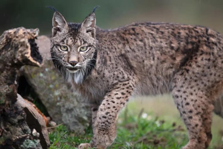 Lynx, wild horses and vultures return to eastern Spain in latest ...