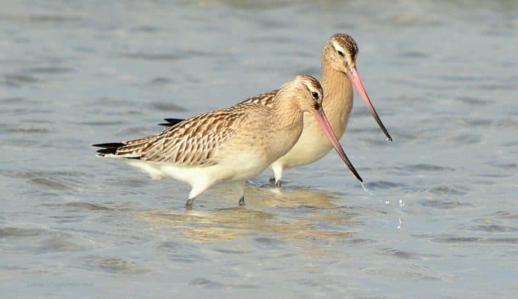 Godwits