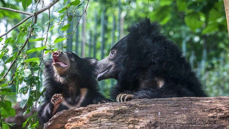 Sloth bears at the Smithsonian’s National Zoo Image by: Janice Sveda, Smithsonian’s National Zoo via Flickr (CC BY-NC 2.0).