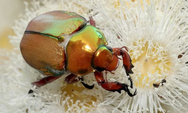 There are 36 Christmas beetle species, almost all of which are only found in Australia. Photograph: Scimex