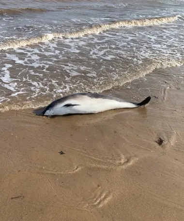 Der tote Schweinswal, der im März am Strand von Barmston gefunden wurde. Foto: Dave Leng/BDMLR
