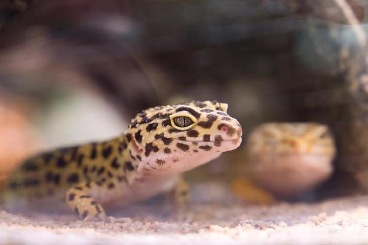 9 Reasons Why You Should Consider Getting a Reptile as a Pet