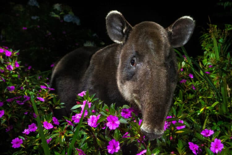 A Baird’s tapir walking at night through her natural habitat, deep in the pristine cloud forest of Braulio Carrillo National Park in Costa Rica. Photo © Michiel van Noppen.