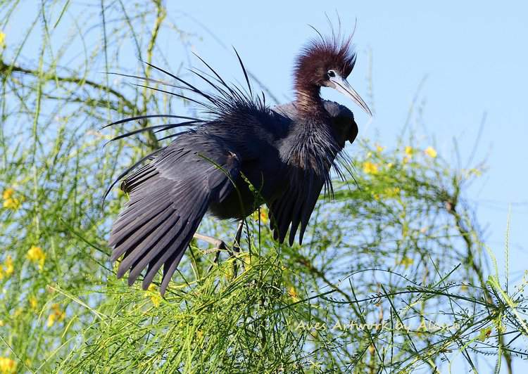 A Texas Species of Greatest Conservation Need, Little Blue Heron-Woodlawn Lake Park 2024 A.Garlock