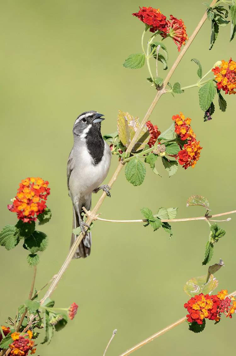 VOTE for the Best Photo of the Month December 2021