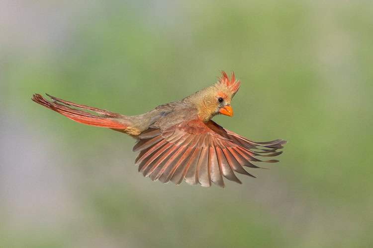 VOTE for the Best Photo of the Month January 2022