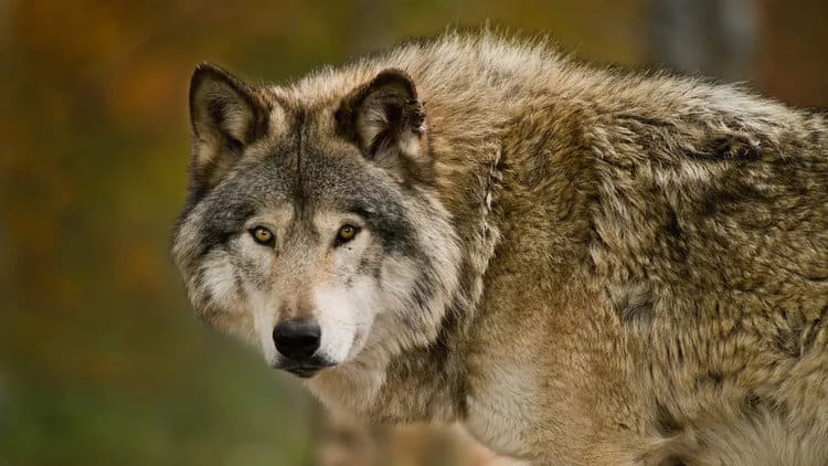 Wolves are rarely a threat unless they have become habituated by people feeding them (Image credit: Getty)