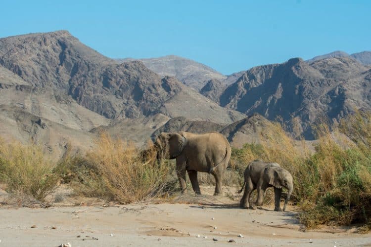 Namibia’s wild elephants are being rounded up for international sale