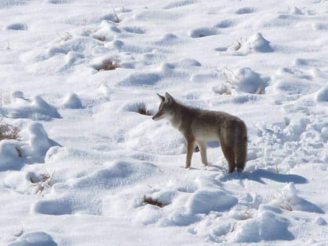Nevada has no good reason to continue wildlife-killing contests