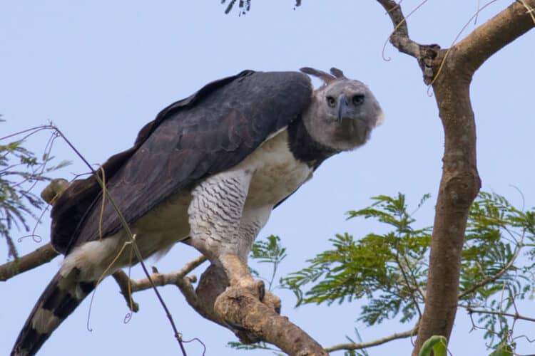 Adult harpy eagle courtesy of Tom Ambrose.