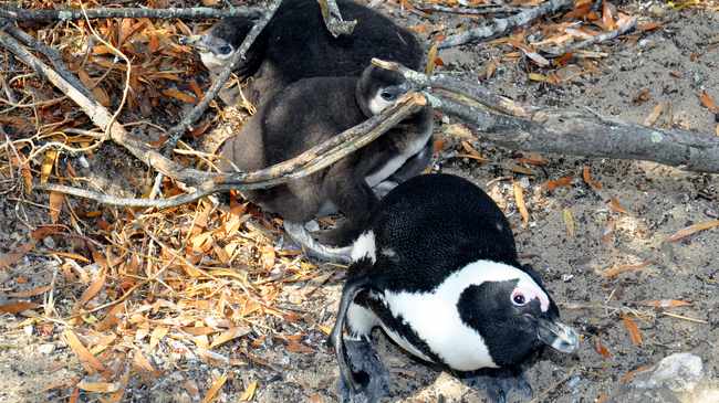 African penguin with two chicks at Robben Island