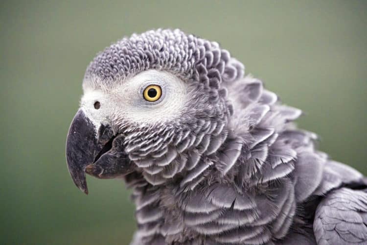 Ugandan court hands Congolese parrot trafficker seven-year jail sentence