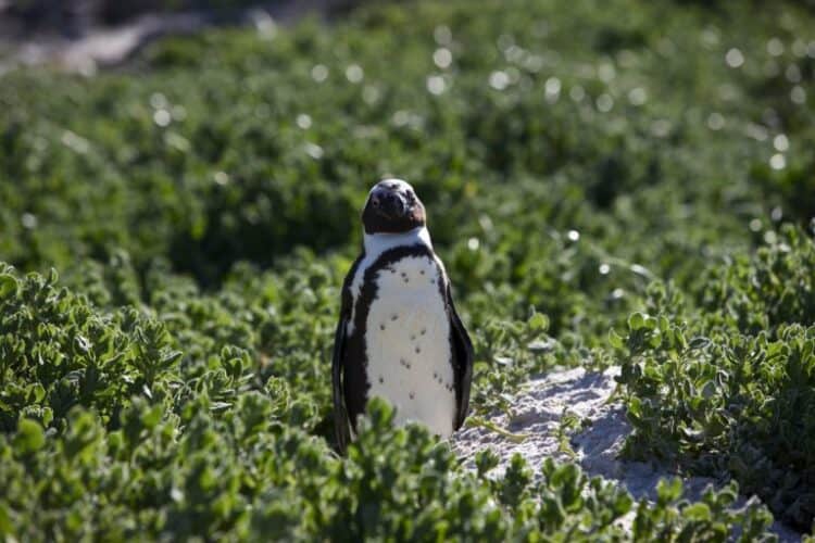 Moulting juveniles at the De Hoop Reserve: researchers are trying to encourage African penguins to establish a breeding colony here. Image courtesy Christina Hagen/BirdLife
