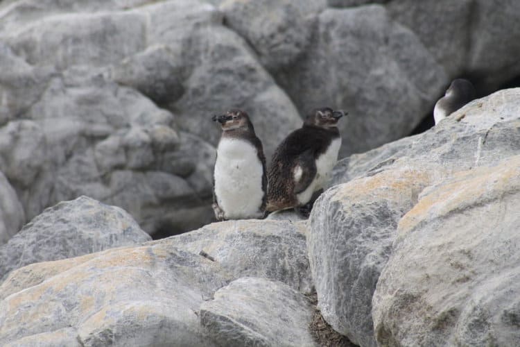 Mausernde Jungtiere im De-Hoop-Reservat: Forscher versuchen, afrikanische Pinguine dazu zu bewegen, hier eine Brutkolonie zu gründen. Bild mit freundlicher Genehmigung von Christina Hagen/BirdLife