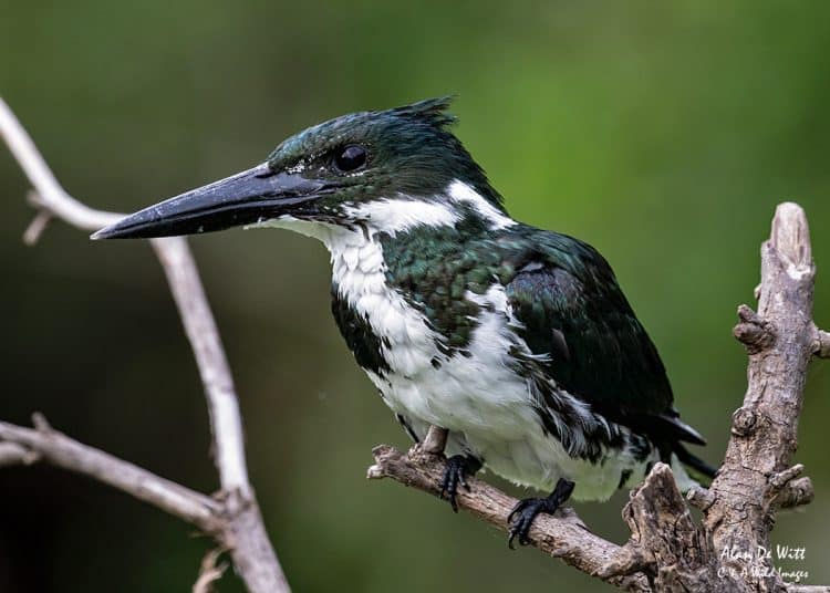 Kingfishers in the Pantanal | Focusing on Wildlife