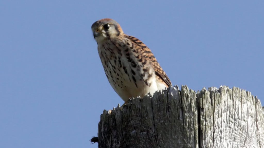 American Kestrel Falco sparverius