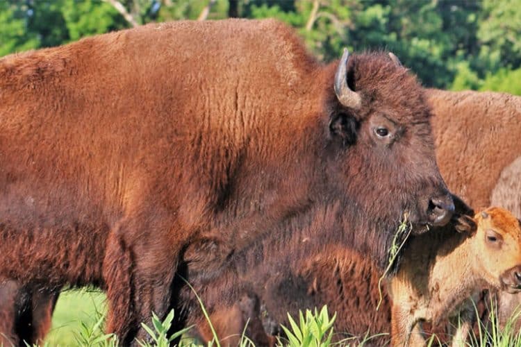 Decline of threatened bird highlights planning importance of bison releases