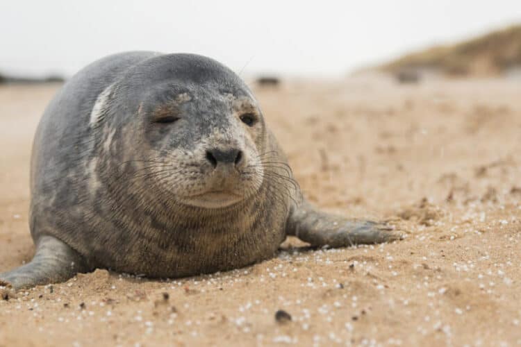 An Atlantic grey seal (Halichoerus grypus) on a beach littered with plastic pellets in Norfolk, England, in January 2019. Image courtesy of Ed Marshall/Fauna & Flora International.
