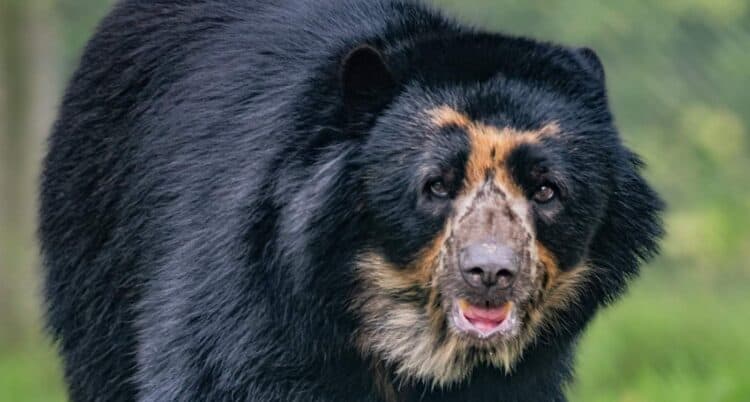 10-year-old male Andean bear named Oberon – Chester Zoo / SWNS