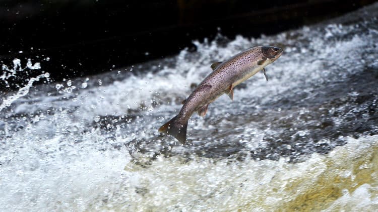 Warming Waters Challenge Atlantic Salmon, Both Wild and Farmed