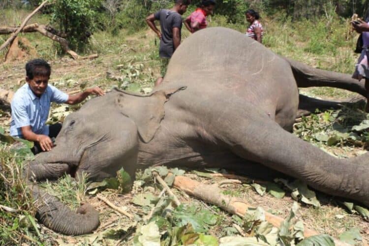 Banner image of a Sri Lankan elephant that died of electrocution by an electric fence, courtesy of R.M.J. Bandara.