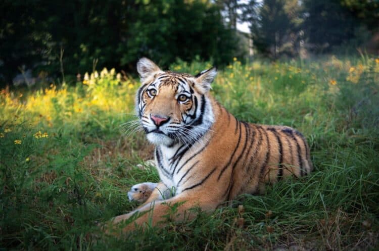 Now that the Big Cat Public Safety Act has passed the U.S. Congress, it’s one step closer to becoming a law that would prohibit keeping big cats as pets and ban contact between big cats and the public. This would finally put an end to a cycle of cruelty to big cats, like India, a victim of the exotic pet trade now happily safe and sound at his permanent sanctuary home, Black Beauty Ranch. Meredith Lee/The HSUS