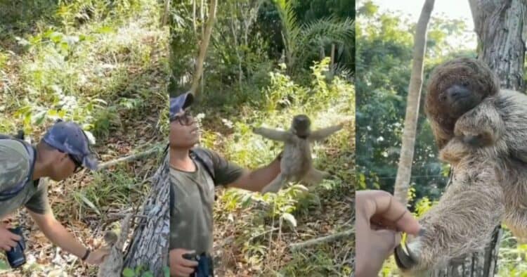 The kind-hearted photographer helps the baby sloth to safety. But does the mother sloth thank him or is it something less wholesome?