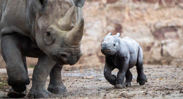 New female Eastern black rhino – Chester Zoo / SWNS