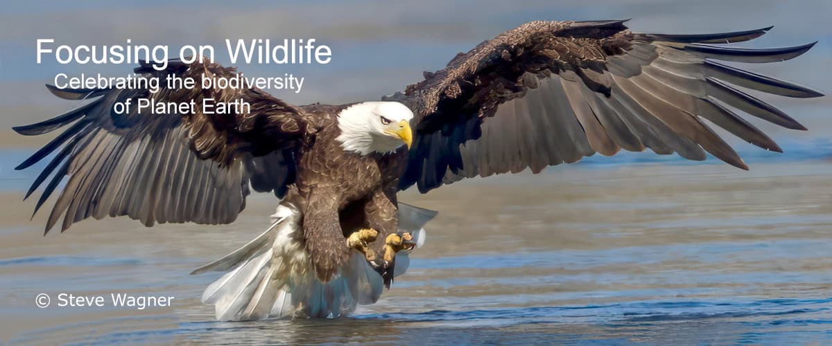 Bald Eagle by Steve Wagner