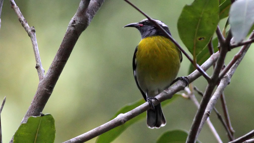 Bananaquit Coereba flaveola