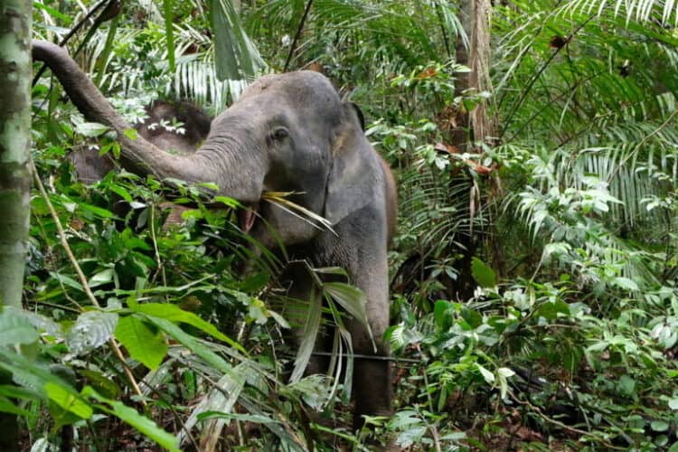 One of the five female captive elephants foraging in the forest understory in Malaysia. Image courtesy of Lisa Ong.